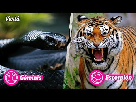 ¿Qué animal es Leo?